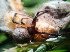 Latrodectus geometricus