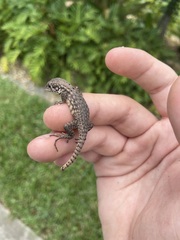 Leiocephalus carinatus