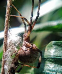Latrodectus geometricus