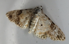 Araeopteron epiphracta