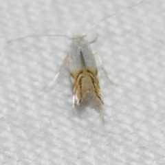 Phyllonorycter clemensella
