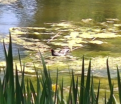Gallinula galeata