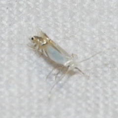Phyllonorycter clemensella