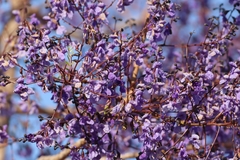 Bowdichia virgilioides