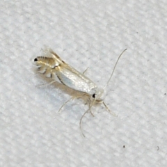 Phyllonorycter clemensella