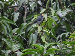 Sporophila intermedia
