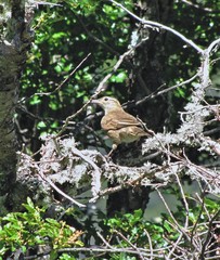 Upucerthia saturatior