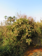 Miconia chamissois