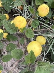 Solanum viarum