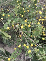 Solanum viarum
