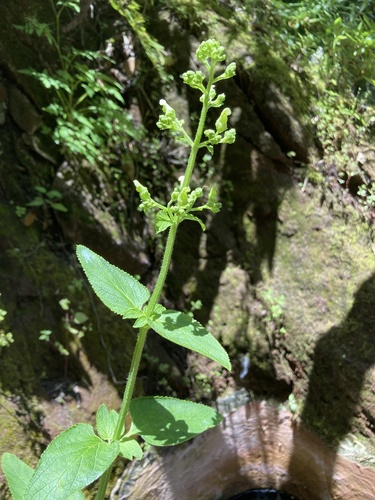 Scrophularia smithii subsp. hierrensis image