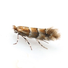 Phyllonorycter emberizaepenella