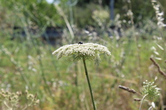 Daucus carota maximus