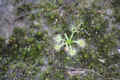 Drosera hookeri