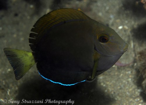 Eyestripe Surgeonfish