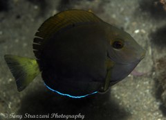 Eyestripe Surgeonfish photo 3