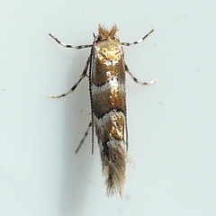 Phyllonorycter emberizaepenella