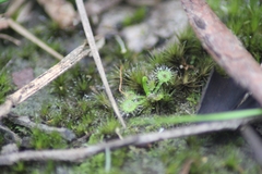 Drosera hookeri