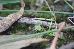 Drosera hookeri