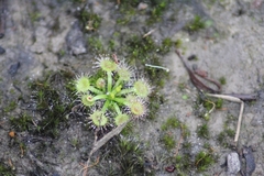 Drosera hookeri