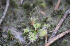 Drosera hookeri