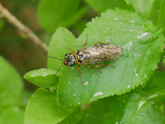 Acantholyda posticalis