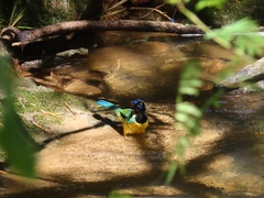 Cyanocorax yncas yncas