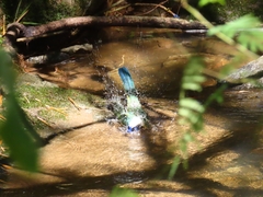Cyanocorax yncas yncas