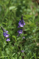 Veronica teucrium