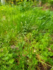 Poa annua