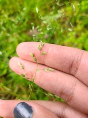 Poa annua