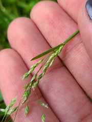 Poa annua