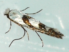 Phyllonorycter hagenii