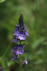 Veronica teucrium