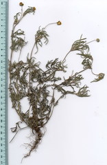 Melampodium linearilobum