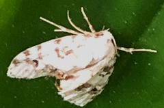 Clemensia ochreata