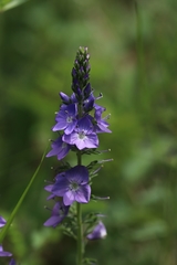 Veronica teucrium