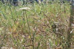 Daucus carota maximus