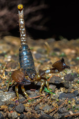 Deccanometrus xanthopus
