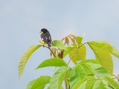 Spinus psaltria