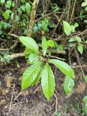 Coccoloba venosa