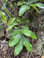 Heteropterys laurifolia