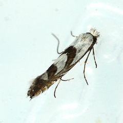 Phyllonorycter hagenii