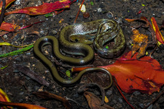 Coelognathus helena