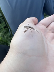 Musoniellinae