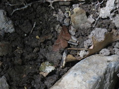 Leptostales rubromarginaria