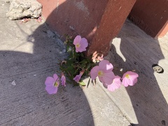Oenothera speciosa