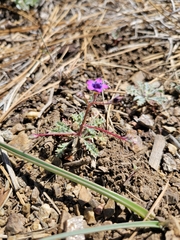 Gilia ochroleuca