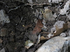 Leptostales rubromarginaria