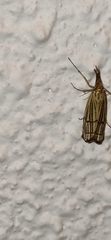 Chrysocrambus